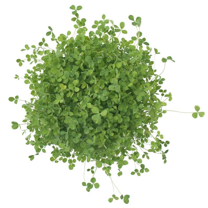 rose clover seed Hykon Rose Clover