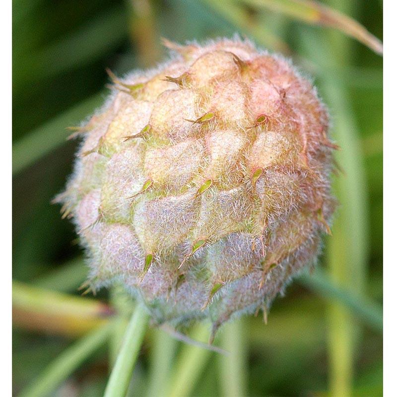  O'Conners Strawberry Clover - Nitrocoated Seed (lb) Cover Crop