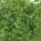 Palestine Strawberry Clover - Nitrocoated Seed Palestine Strawberry Clover - Nitrocoated Seed (lb) Cover Crop