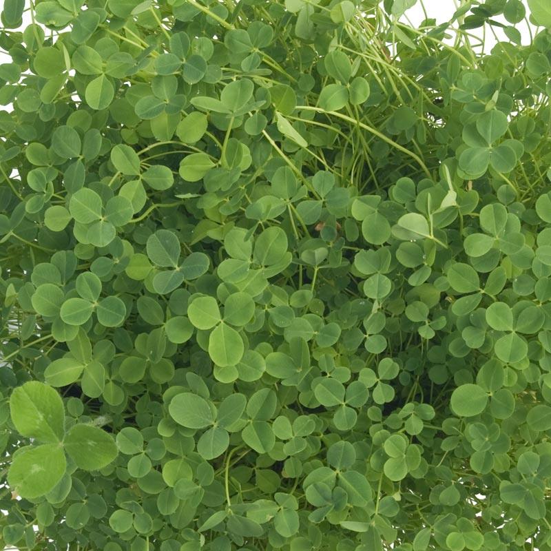 Palestine Strawberry Clover