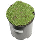 Nitro Persian Clover - Nitrocoated Seed (lb) Grow Organic
