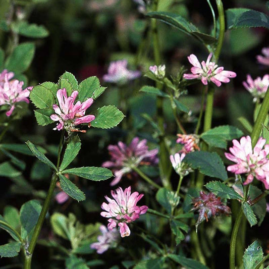 Nitro Persian Clover - Nitrocoated Seed (lb) Grow Organic