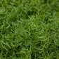Organic Purple Vetch - Raw Seed - Grow Organic Organic Purple Vetch - Raw Seed (lb) Cover Crop