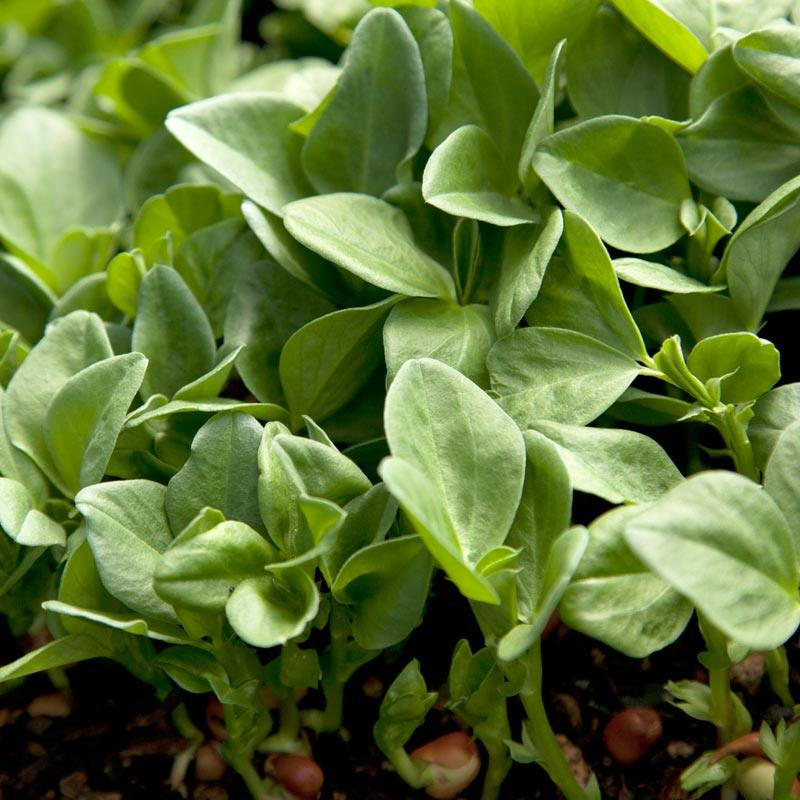 Fava Bean, Windsor, Raw Seed - Grow Organic Fava Bean, Windsor, Raw Seed (lb) Cover Crop