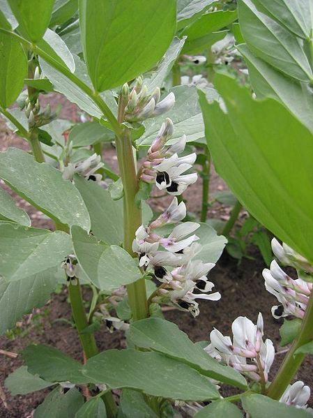 Fava Bean, Windsor, Raw Seed - Grow Organic Fava Bean, Windsor, Raw Seed (lb) Cover Crop