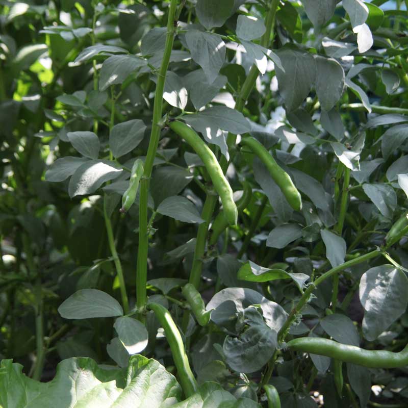 Organic Bell Beans - Raw Seed (lb) Grow Organic