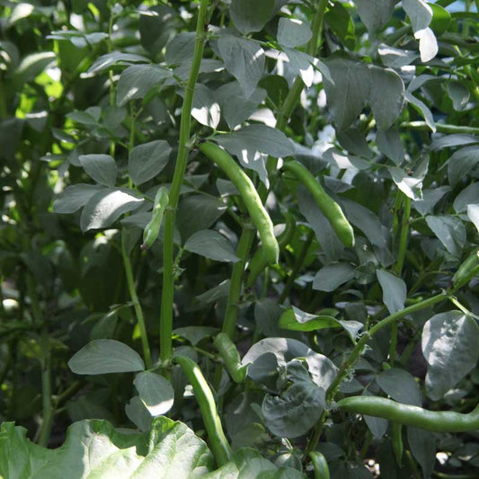 Organic Bell Beans - Raw Seed (lb) Grow Organic