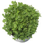 Austrian Winter Peas - Raw Seed - Grow Organic Austrian Winter Peas - Raw Seed (lb) Cover Crop