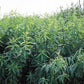 Crotolaria Juncea Sunn Hemp - Raw  Seed - Grow Organic Crotolaria Juncea Sunn Hemp - Raw  Seed (lb) Cover Crop