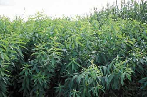 Crotolaria Juncea Sunn Hemp - Raw  Seed - Grow Organic Crotolaria Juncea Sunn Hemp - Raw  Seed (lb) Cover Crop