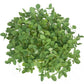 Soybeans - Raw Seed (lb) Grow Organic