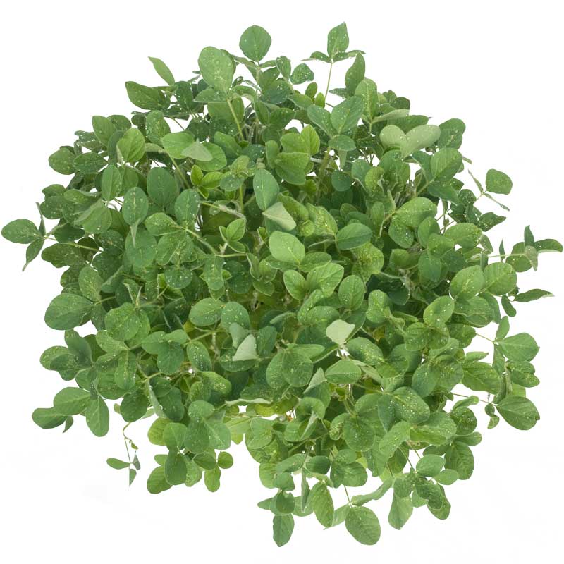 Soybeans - Raw Seed (lb) Grow Organic