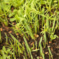 Peaceful Valley Premium Soil Builder Mix - Raw Seed Peaceful Valley Premium Soil Builder Mix - Raw Seed (lb) Cover Crop