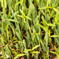 Peaceful Valley Forage Blend Dryland Pasture Mix - Raw Seed Peaceful Valley Forage Blend Dryland Pasture Mix - Raw Seed (lb) Cover Crop