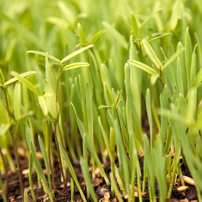 Peaceful Valley Forage Blend Dryland Pasture Mix - Raw Seed Peaceful Valley Forage Blend Dryland Pasture Mix - Raw Seed (lb) Cover Crop