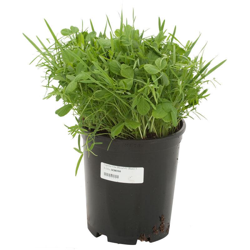 Peaceful Valley Legume Oat Mix 1 Raw Seed Grow Organic