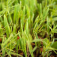 Peaceful Valley Legume Oat Mix #1 - Raw  Seed Peaceful Valley Legume Oat Mix #1 - Raw  Seed (lb) Cover Crop