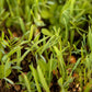 Peaceful Valley Legume Oat Mix #1 - Raw  Seed Peaceful Valley Legume Oat Mix #1 - Raw  Seed (lb) Cover Crop