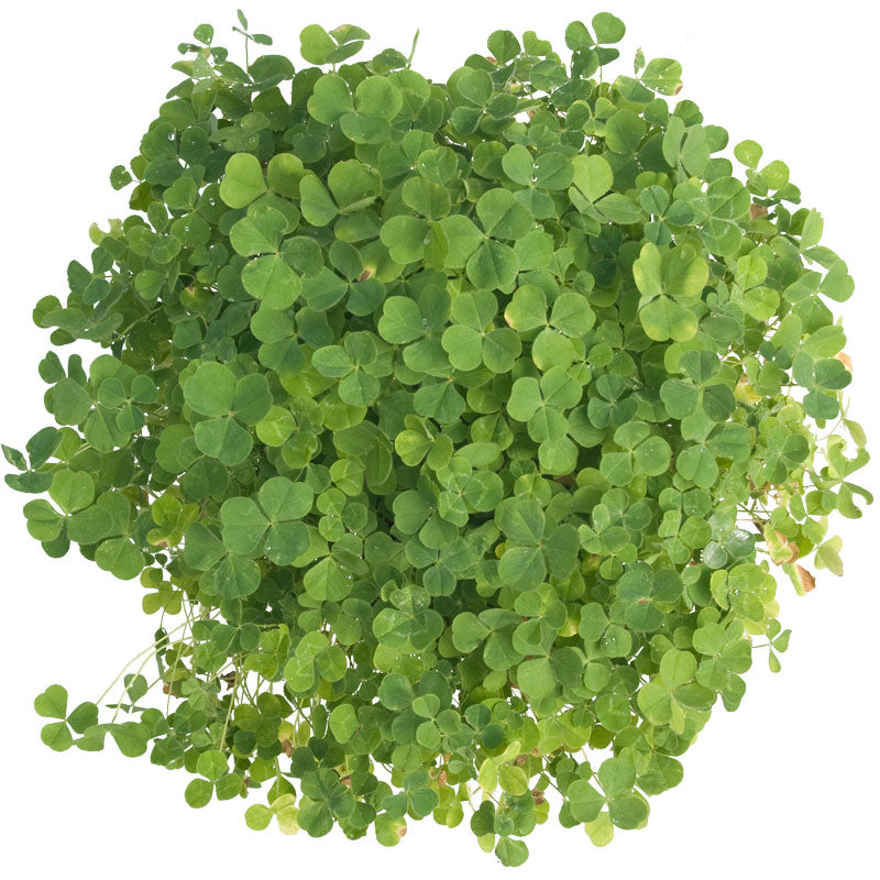 Subterranean Clover Mix - Nitrocoated Seed Subterranean Clover Mix - Nitrocoated Seed (lb) Cover Crop