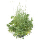 Peaceful Valley Sod Buster Mix - Seed (lb) - Grow Organic