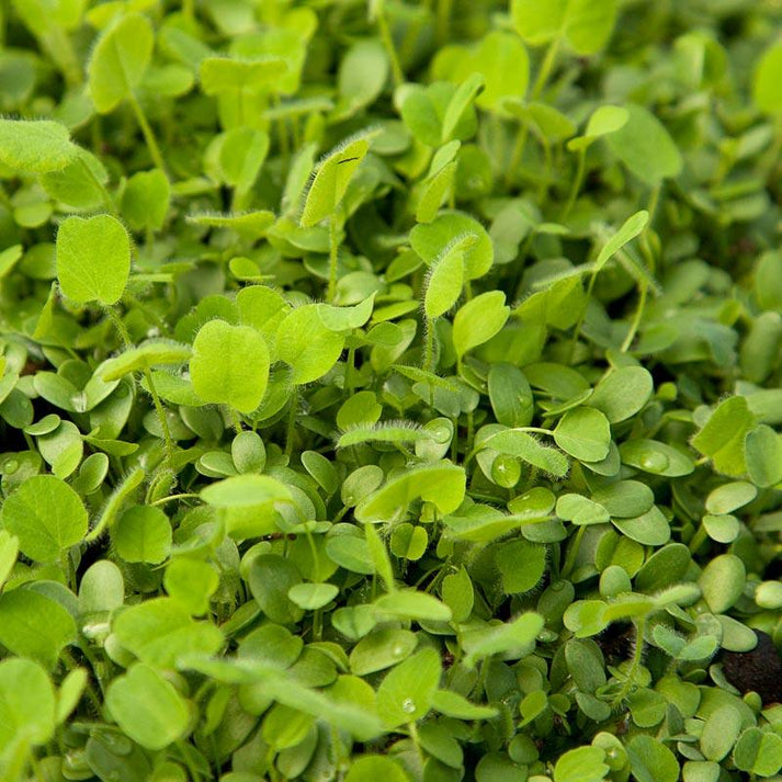 Peaceful Valley Easy Care Cover Crop Mix Nitrocoated Seed Grow Organic