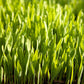 Beardless Barley Seed - Grow Organic Beardless Barley Seed (lb) Cover Crop