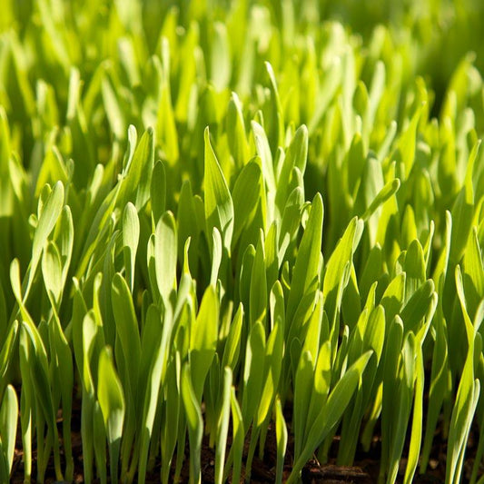 Beardless Barley Seed (lb) Grow Organic