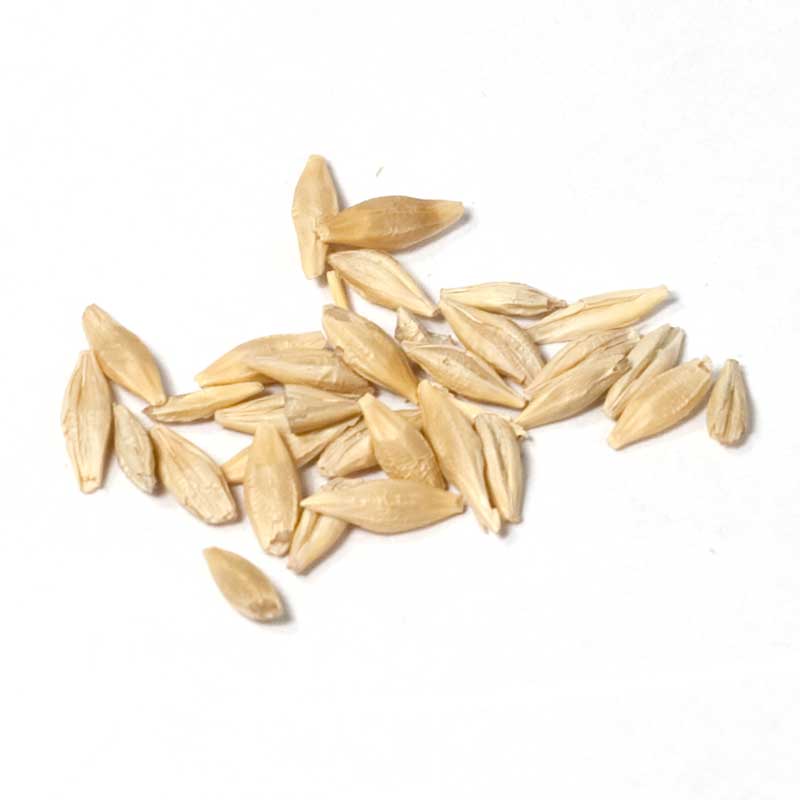  Organic Beardless Barley  Seed (lb) Cover Crop