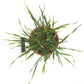 Beardless Barley Seed - Grow Organic Beardless Barley Seed (lb) Cover Crop