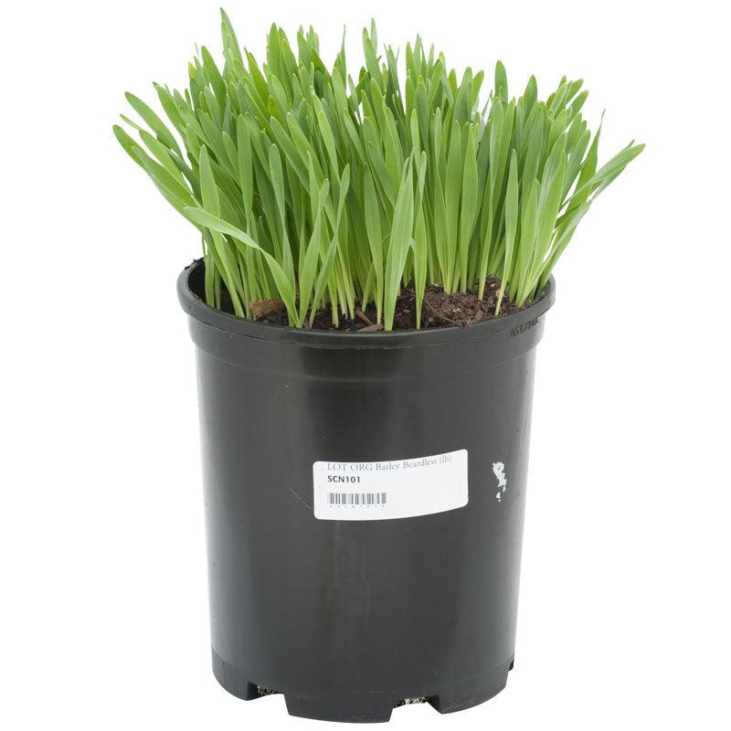 Organic Beardless Barley Seed (lb)