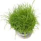 Japanese Millet  Seed - Grow Organic Japanese Millet  Seed (Lb) Cover Crop