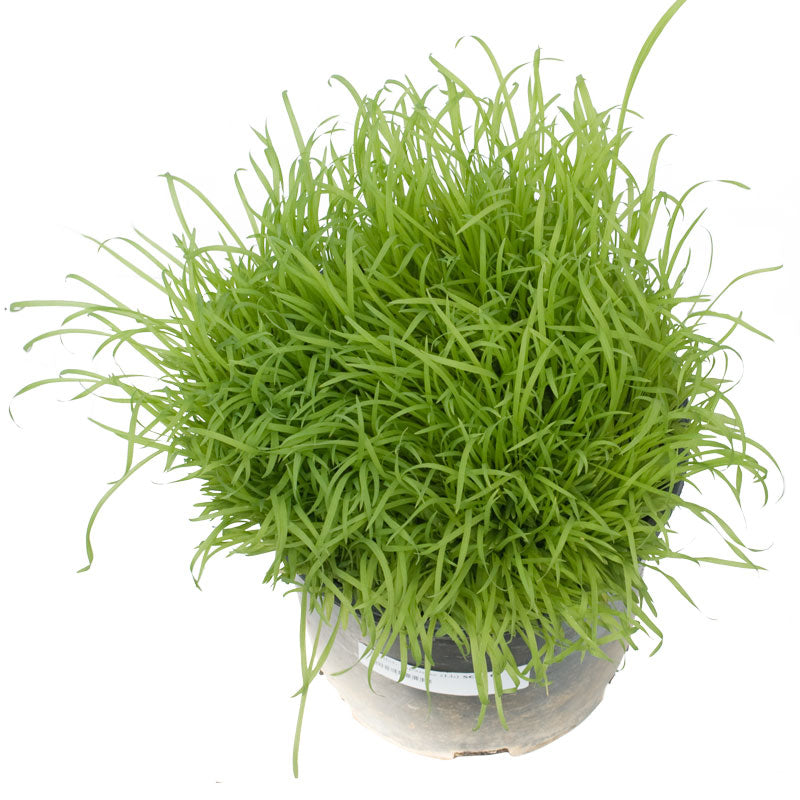 Japanese Millet  Seed - Grow Organic Japanese Millet  Seed (Lb) Cover Crop