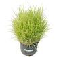 Japanese Millet  Seed - Grow Organic Japanese Millet  Seed (Lb) Cover Crop