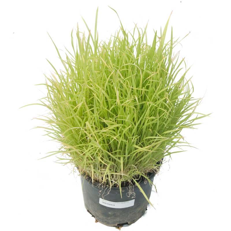 Japanese Millet  Seed - Grow Organic Japanese Millet  Seed (Lb) Cover Crop