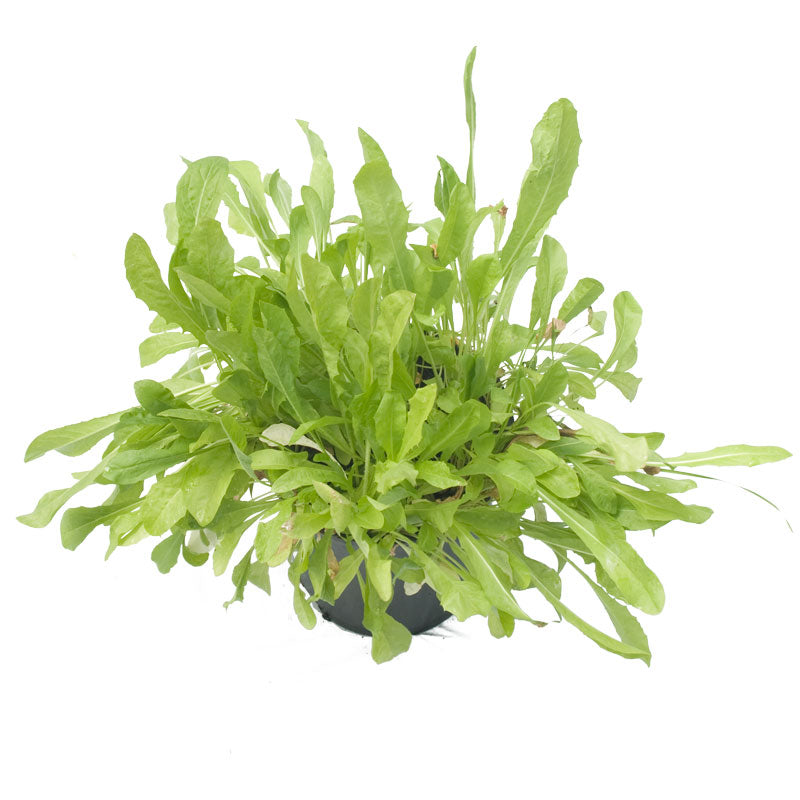 Chicory Cover Crop Seed for Sale Chicory  Seed (Lb) Cover Crop