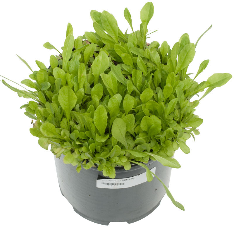 Chicory Cover Crop Seed for Sale Chicory  Seed (Lb) Cover Crop