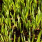 Cayuse White Oats  Seed - Grow Organic Cayuse White Oats  Seed (lb) Cover Crop