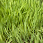 Organic Cayuse Oats Seed (lb) Grow Organic