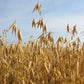 Organic Cayuse Oats Seed (lb) Grow Organic