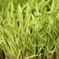  Organic Cereal Rye Seed (Cold Hardy) (lb) Cover Crop