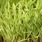 Organic Cereal Rye Seed (Cold Hardy) (lb) - Grow Organic