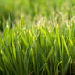 Organic Triticale Seed - Grow Organic Organic Triticale Seed (lb) Cover Crop
