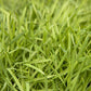 Organic Triticale Seed - Grow Organic Organic Triticale Seed (lb) Cover Crop