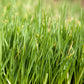 Organic Triticale Seed - Grow Organic Organic Triticale Seed (lb) Cover Crop