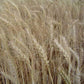 Organic hard red winter wheat at maturity