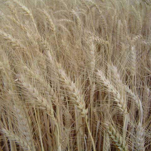 Organic Hard Red Winter Wheat Seed (lb) Grow Organic