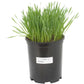 Wheat Red Winter Seed - Grow Organic Wheat Red Winter Seed (lb) Cover Crop