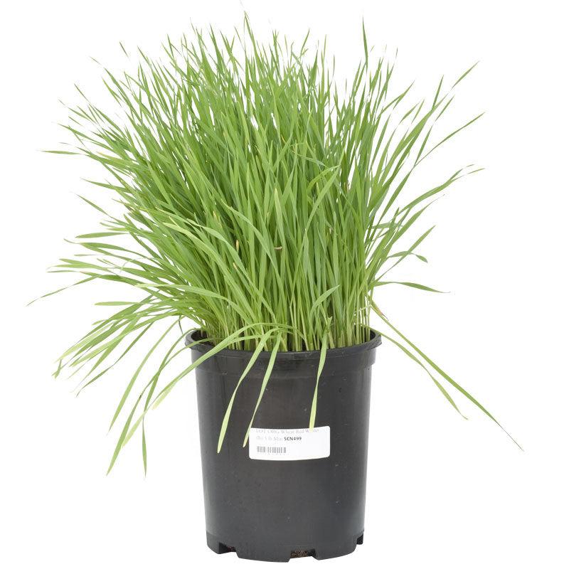 organic wheat seed for planting Wheat Red Winter Seed (lb)