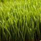 Wheat Red Winter Seed - Grow Organic Wheat Red Winter Seed (lb) Cover Crop