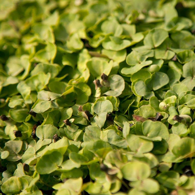 Buckwheat Seed - Grow Organic Buckwheat Seed (lb) Cover Crop